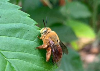 especies-ameacadas-desaparecem-em-silencio-no-estado
