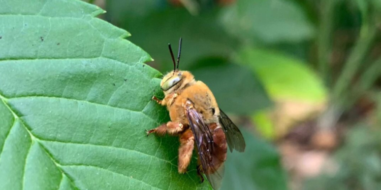 especies-ameacadas-desaparecem-em-silencio-no-estado