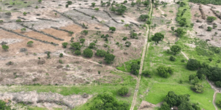 goias-lidera-queda-no-desmatamento-no-brasil-em-2024,-com-reducao-de-71,9%