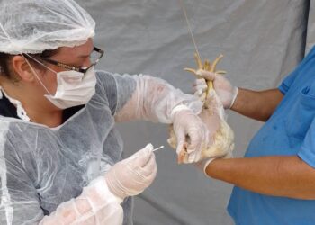 goias-decreta-situacao-de-emergencia-zoossanitaria-preventiva-contra-a-gripe-aviaria