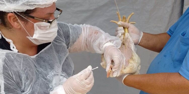 goias-decreta-situacao-de-emergencia-zoossanitaria-preventiva-contra-a-gripe-aviaria