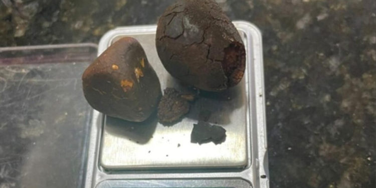 funcionarios-de-frigorifico-sao-presos-por-furtar-pedras-biliares-bovinas-em-goias