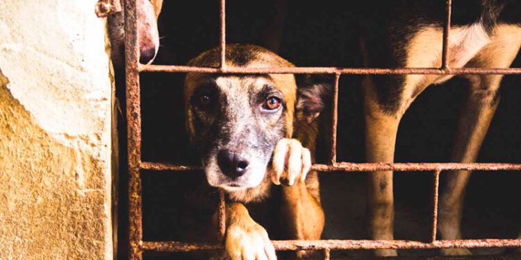 justica-convoca-audiencia-para-definir-futuro-do-abrigo-lar-dos-animais