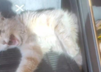 gato-e-resgatado-por-bombeiros-apos-ficar-preso-em-escada-de-academia-em-aparecida