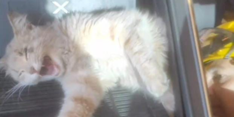 gato-e-resgatado-por-bombeiros-apos-ficar-preso-em-escada-de-academia-em-aparecida
