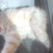 gato-e-resgatado-por-bombeiros-apos-ficar-preso-em-escada-de-academia-em-aparecida