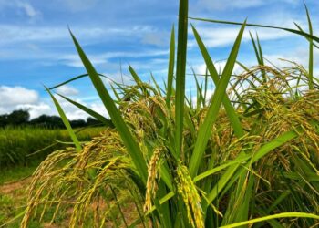 goias-projeta-alta-de-17,7%-na-producao-de-arroz-e-amplia-participacao-nacional