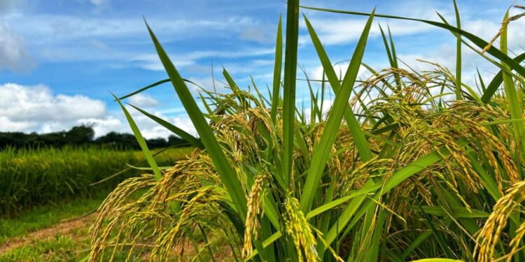 goias-projeta-alta-de-17,7%-na-producao-de-arroz-e-amplia-participacao-nacional