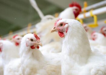 itaberai-em-goias-se-torna-o-maior-polo-avicola-do-pais-com-16,2-milhoes-de-aves