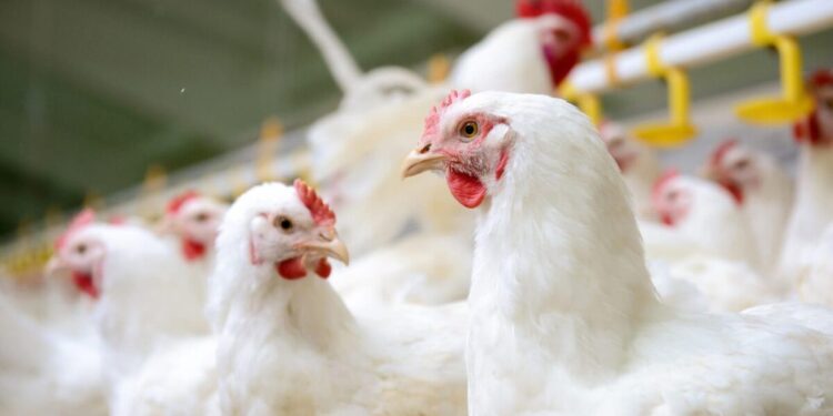 itaberai-em-goias-se-torna-o-maior-polo-avicola-do-pais-com-16,2-milhoes-de-aves