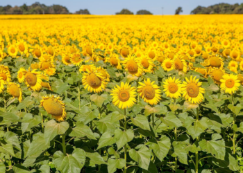 goias-preve-colheita-de-71-mil-toneladas-de-girassol-na-safra-de-2024/25
