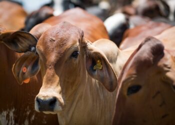 nova-norma-da-agrodefesa-endurece-combate-a-brucelose-e-tuberculose