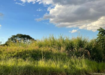 moradores-do-solar-bougainville-vivem-entre-mato,-ratos-e-promessas-nao-cumpridas