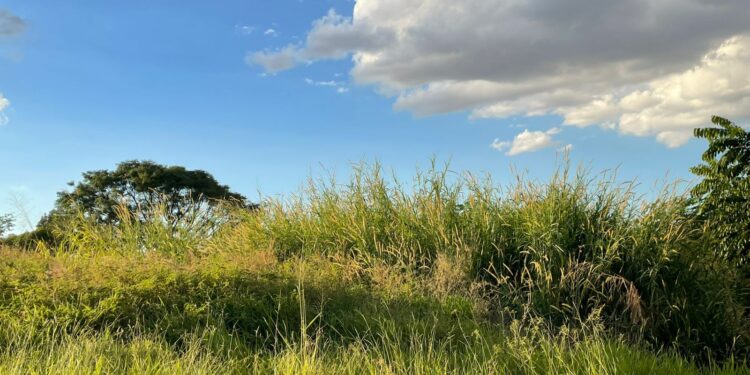 moradores-do-solar-bougainville-vivem-entre-mato,-ratos-e-promessas-nao-cumpridas