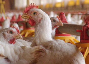 suspensao-das-importacoes-de-frango-atinge-23-paises