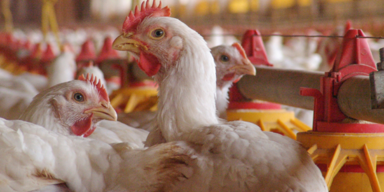 suspensao-das-importacoes-de-frango-atinge-23-paises