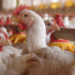 suspensao-das-importacoes-de-frango-atinge-23-paises