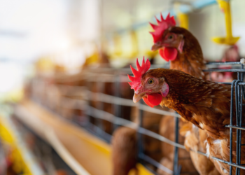 china-impoe-embargo-total-a-carne-de-frango-do-brasil