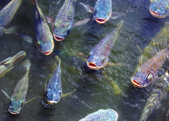 exportacoes-de-tilapia-crescem-112%-e-goias-mira-espaco-no-mercado-internacional