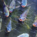 exportacoes-de-tilapia-crescem-112%-e-goias-mira-espaco-no-mercado-internacional
