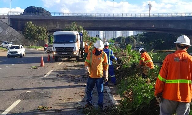 retirada-de-arvores-na-marginal-botafogo-revolta-moradores
