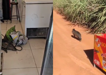 javali-invade-acougue-no-centro-de-morrinhos-e-mobiliza-bombeiros