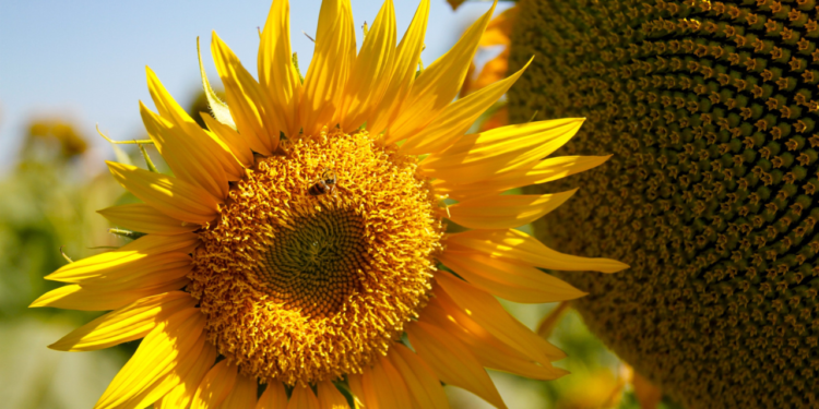 goias-deve-colher-71-mil-toneladas-de-girassol-e-liderar-71,6%-da-producao-nacional-em-2024/25