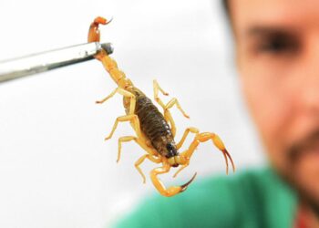 infestacao-de-escorpioes-ameaca-lares-na-capital