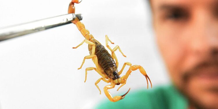 infestacao-de-escorpioes-ameaca-lares-na-capital