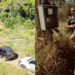 policia-prende-dono-de-hotel-fazenda-e-a-mae-dele-por-furto-de-energia-em-hidrolandia