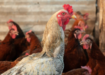 primeiro-caso-de-gripe-aviaria-e-confirmado-em-criacao-de-galinhas-no-interior-de-goias