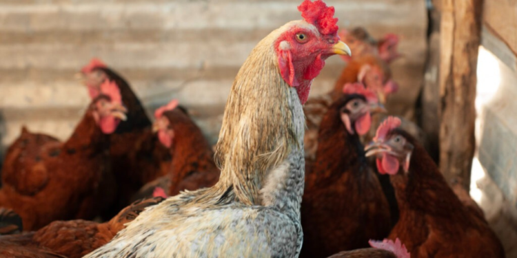 primeiro-caso-de-gripe-aviaria-e-confirmado-em-criacao-de-galinhas-no-interior-de-goias