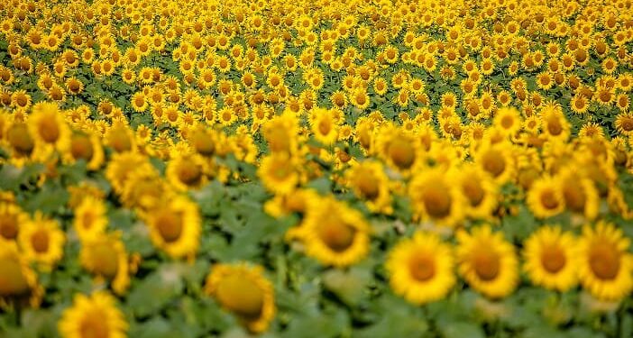 safra-de-girassol-dispara-em-goias-e-supera-crescimento-de-58%