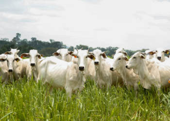 goias-registra-recorde-no-abate-de-bovinos-e-se-consolida-como-potencia-pecuaria-em-2025