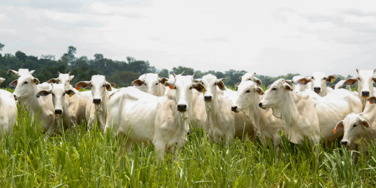 goias-registra-recorde-no-abate-de-bovinos-e-se-consolida-como-potencia-pecuaria-em-2025