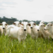 goias-registra-recorde-no-abate-de-bovinos-e-se-consolida-como-potencia-pecuaria-em-2025