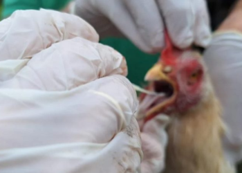 japao-suspende-importacao-de-frango-de-go-e-mt-apos-casos-de-gripe-aviaria