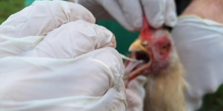 japao-suspende-importacao-de-frango-de-go-e-mt-apos-casos-de-gripe-aviaria