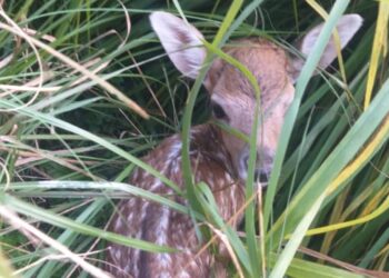 zoologico-recebe-tres-novas-moradoras-e-mantem-fluxo-de-visitantes-apos-morte-de-cisne
