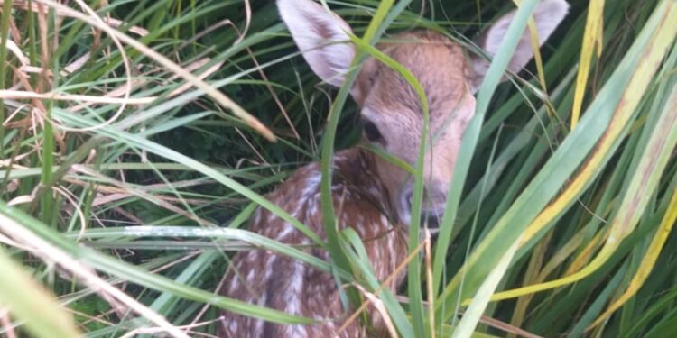 zoologico-recebe-tres-novas-moradoras-e-mantem-fluxo-de-visitantes-apos-morte-de-cisne