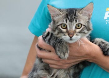 aparecida-recebe-feira-de-adocao-de-animais-e-triagem-para-castracao-neste-sabado-(28)