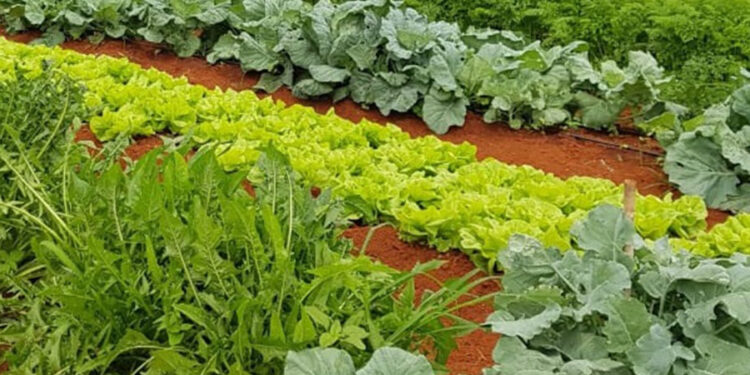 brasil-exporta-1,4-milhao-de-toneladas-de-frutas-e-hortalicas-e-mira-novos-mercados