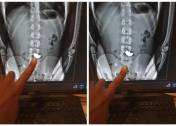 ladrao-engole-corrente-de-ouro-para-fugir-da-policia-e-acaba-preso-em-bh