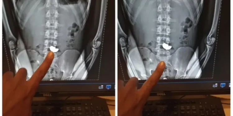 ladrao-engole-corrente-de-ouro-para-fugir-da-policia-e-acaba-preso-em-bh