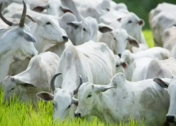 agrodefesa-alerta-para-fim-do-prazo-da-declaracao-obrigatoria-de-rebanho