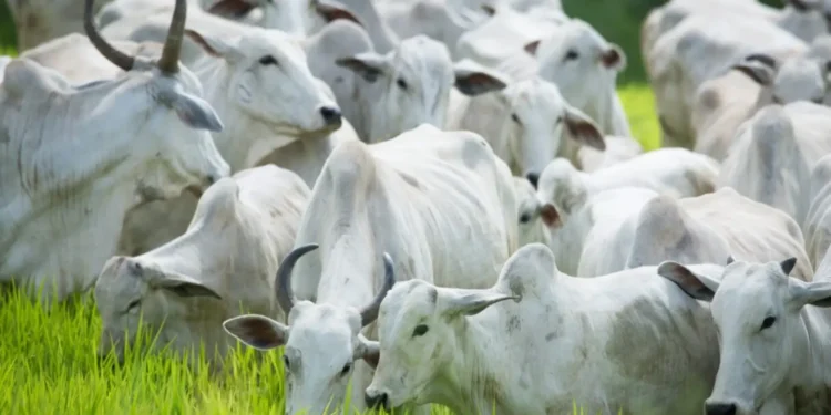 agrodefesa-alerta-para-fim-do-prazo-da-declaracao-obrigatoria-de-rebanho