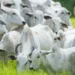 agrodefesa-alerta-para-fim-do-prazo-da-declaracao-obrigatoria-de-rebanho