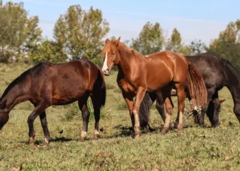 racao-contaminada-de-fabrica-goiana-e-suspeita-de-causar-morte-de-mais-de-230-cavalos