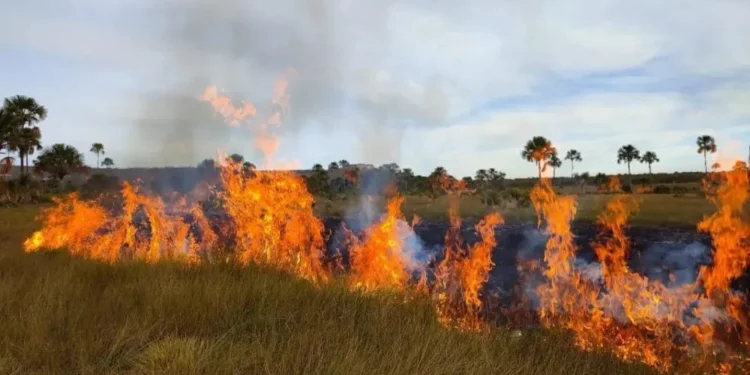 goias-decreta-proibicao-do-uso-do-fogo-e-estado-de-emergencia-ambiental-por-120-dias