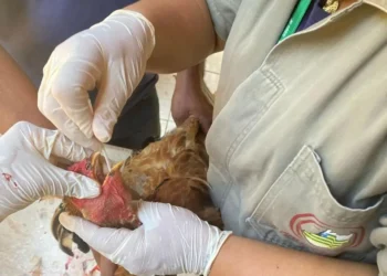 estado-conclui-novo-ciclo-de-vigilancia-e-fica-livre-de-gripe-aviaria-e-doenca-de-newcastle